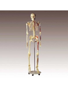 Schelet adult