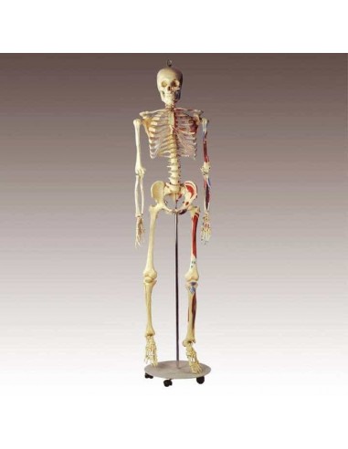 Schelet adult