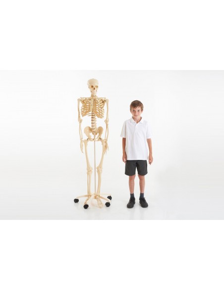 Schelet uman in marime naturala