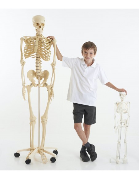 Schelet uman in marime naturala