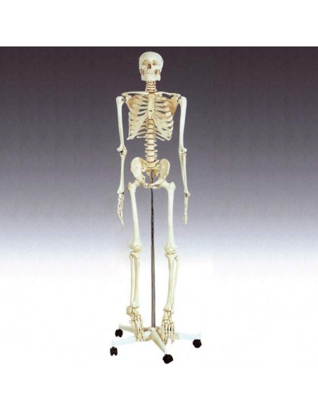 Schelet uman in marime naturala