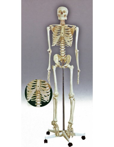 Schelet uman in marime naturala