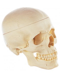 Craniu