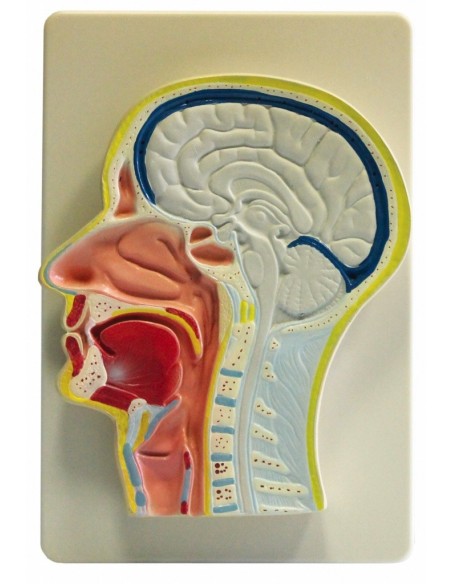 Cap, sectiune mediana