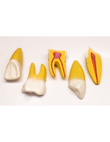 Dintii - modele gigant