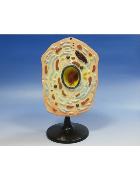 Model celula animala