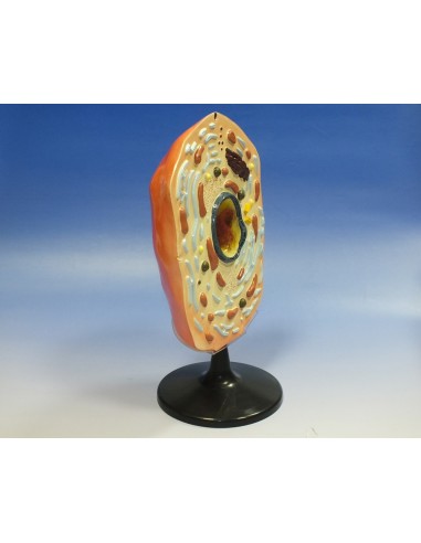 Model celula animala