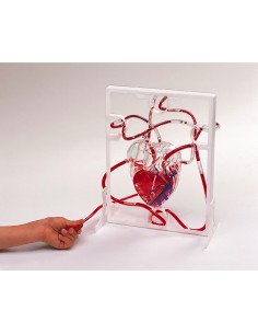 Model inima functionala 2