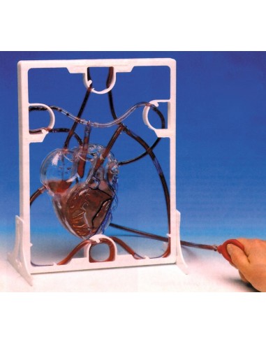 Model inima functionala
