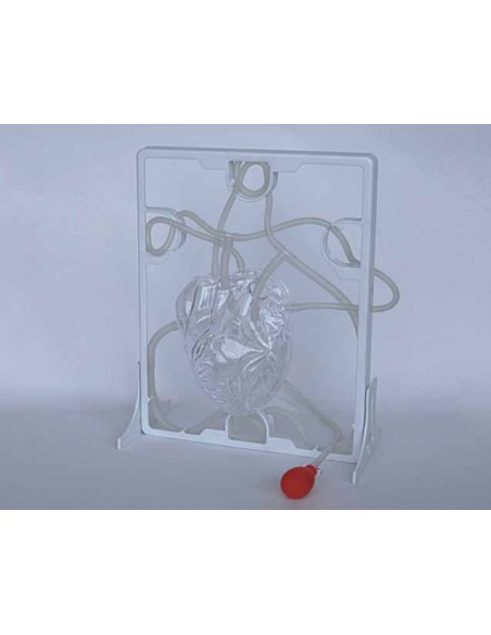 Model inima functionala