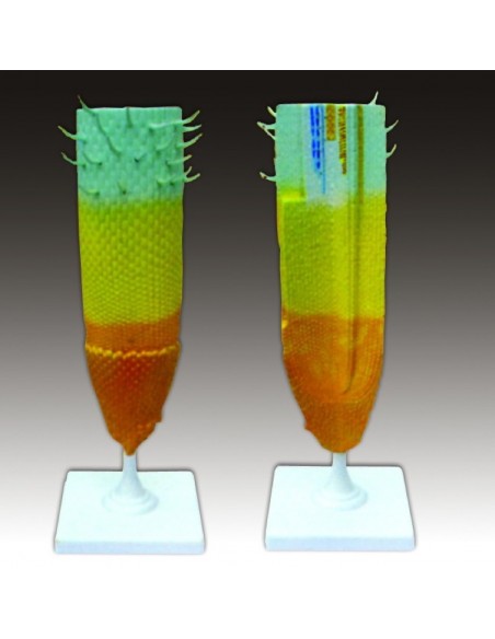 Structura varfului de radacina