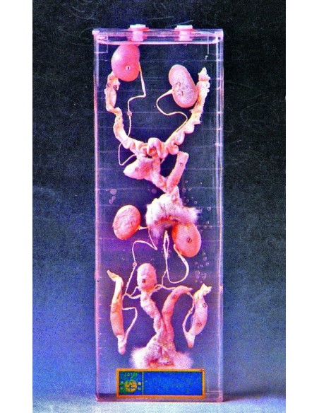 Organele de reproducere la iepure