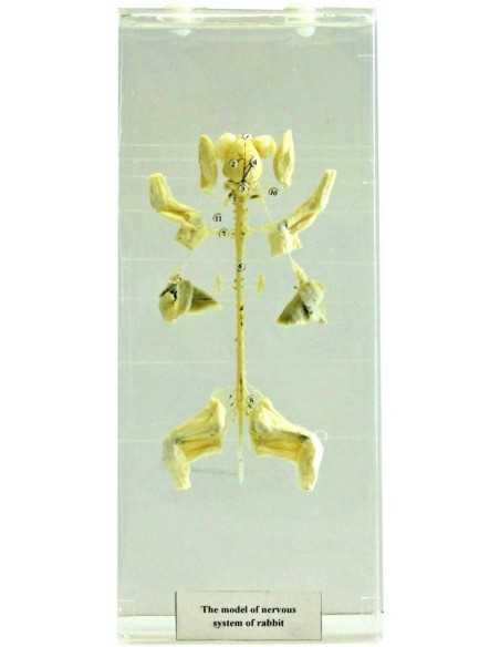 Sistemul nervos la iepure