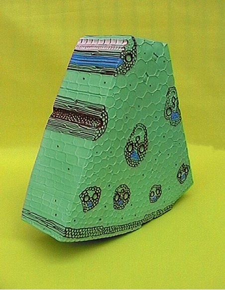 Tulpina de monocotiledonate