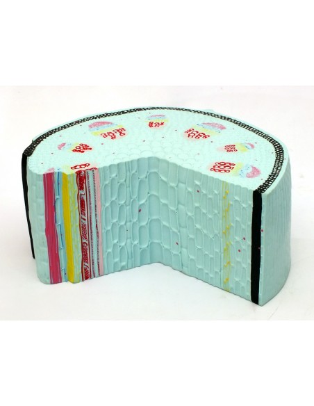 Tulpina de dicotiledonate