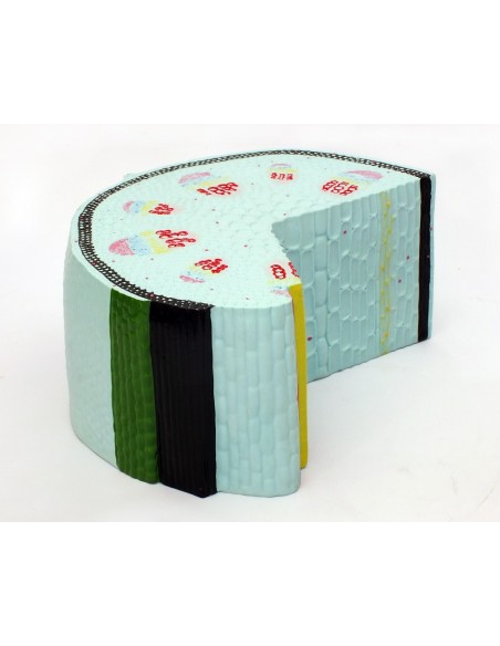 Tulpina de dicotiledonate