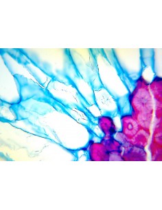 Microscop digital monocular 2