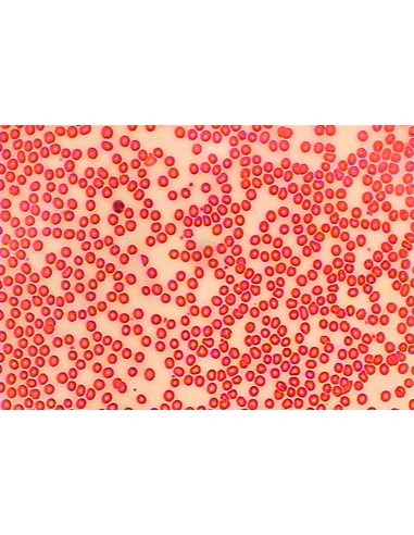 Microscop digital monocular