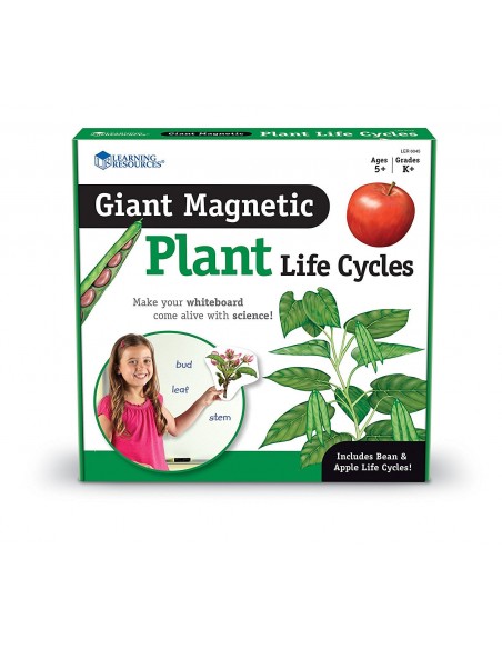 Ciclul vietii la plante Ciclul vietii la plante