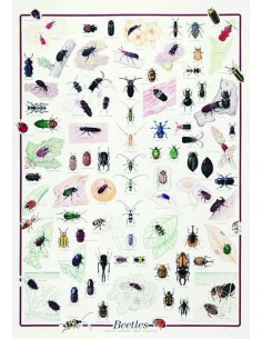 Gandaci, insecte
