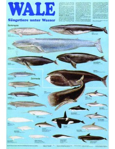 Balene - mamifere subacvatice