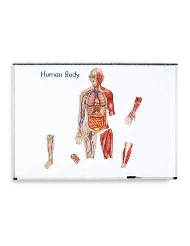 Corpul uman - set magnetic