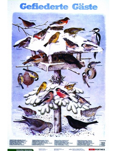 Pasari din jurul alimentatoarelor de iarna