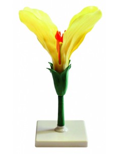Floare de soia