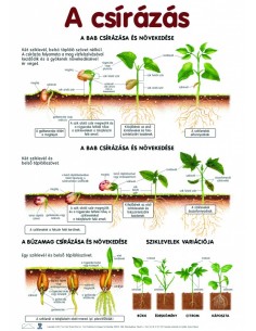 Set planse botanica 2