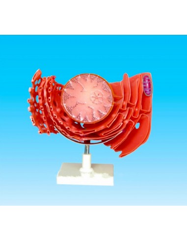 Reticul endoplasmatic