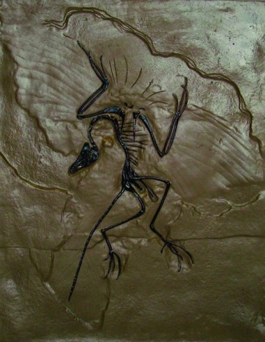 Archaeopteryx - fosila