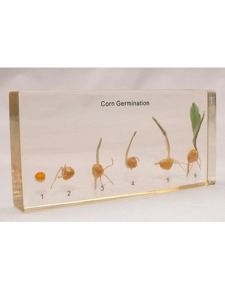 Germinatia Porumbului