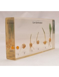 Germinatia Porumbului 2