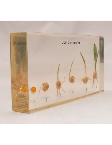 Germinatia Porumbului