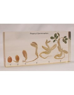Germinatia Alunului