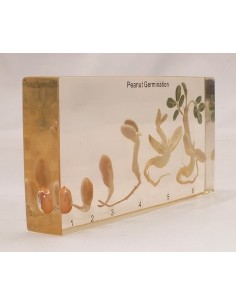 Germinatia Alunului 2