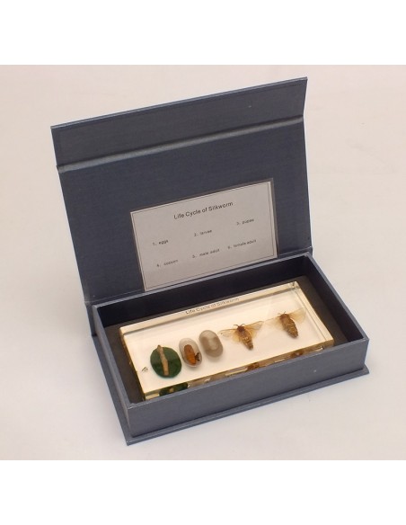 Ciclul de viata al viermelui de matase