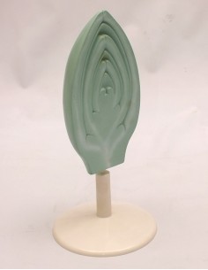 Structura mugurelui