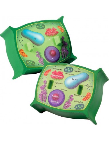 Sectiunea celulei plantei