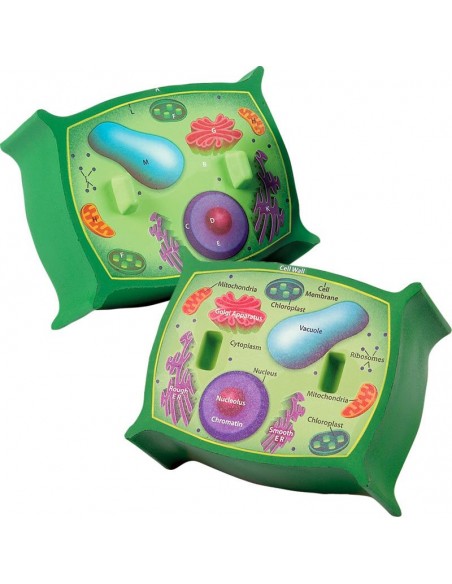 Sectiunea celulei plantei