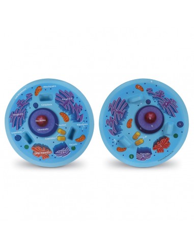 Sectiunea celulei animale