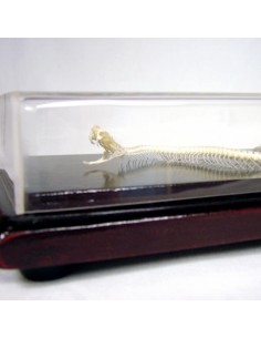 Schelet Vipera 2