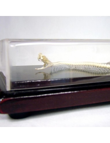 Schelet Vipera