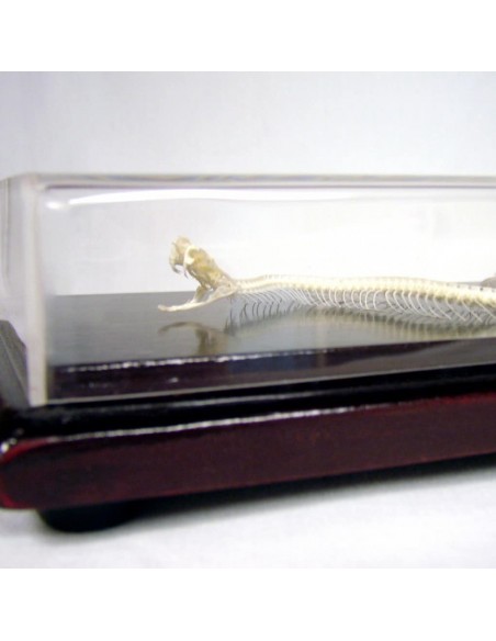 Schelet Vipera