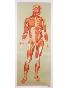 Sistemul muscular - fata