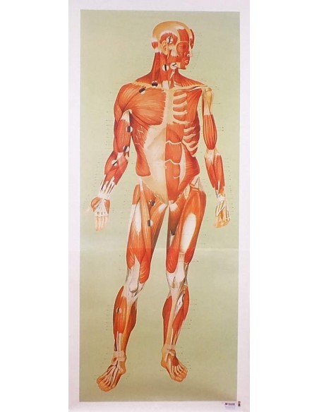 Sistemul muscular - fata