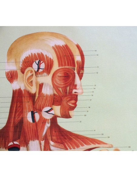 Sistemul muscular - fata