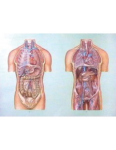 Organele cavitatii toracice si abdominale I