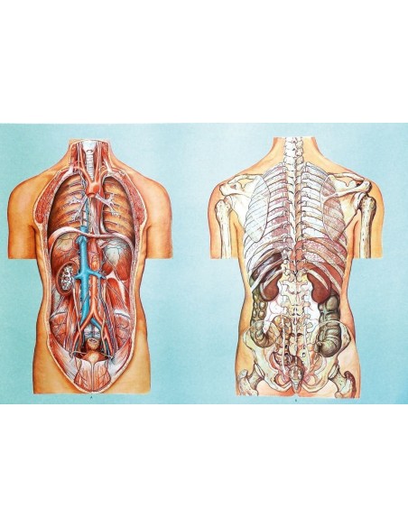 Organele cavitatii toracice si abdominale II