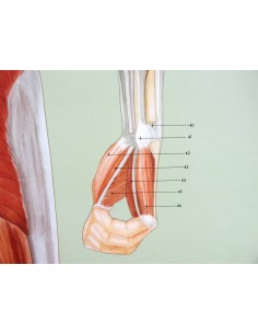 Sistemul muscular - spate 2